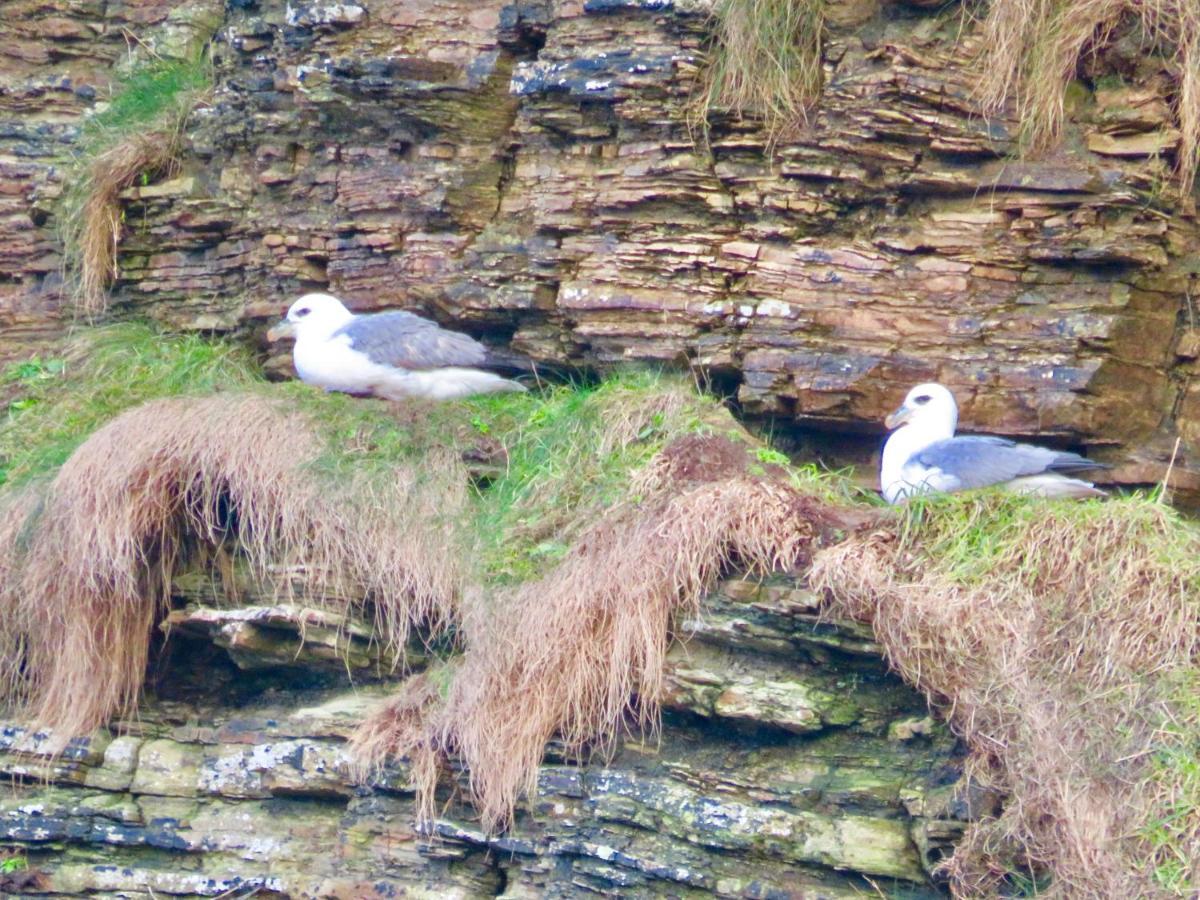 Windhaven Camping And B&B Thurso Extérieur photo