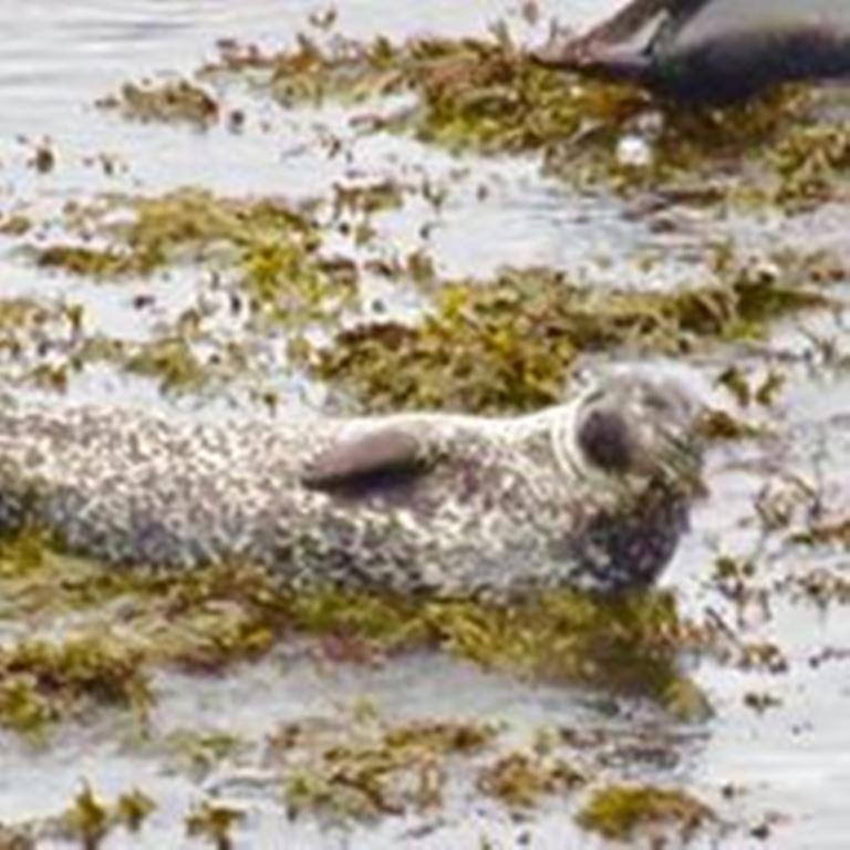 Windhaven Camping And B&B Thurso Extérieur photo